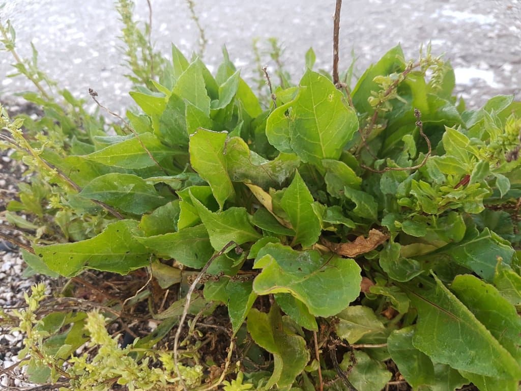 Beta vulgaris L.