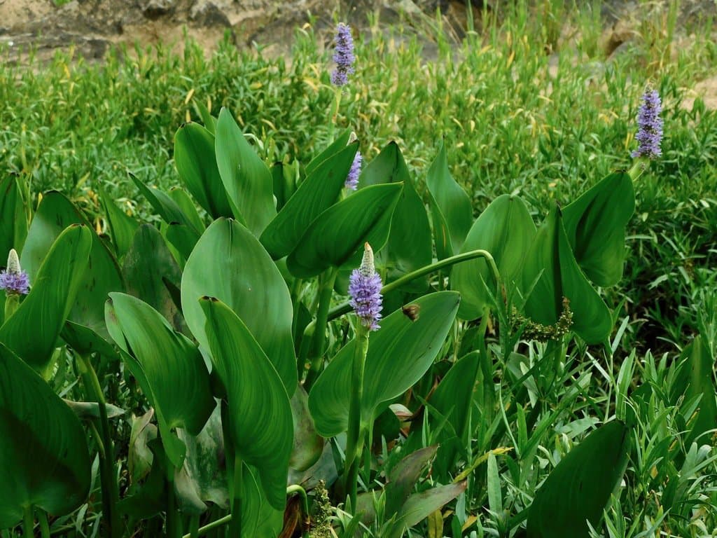 Pontederia cordata L.