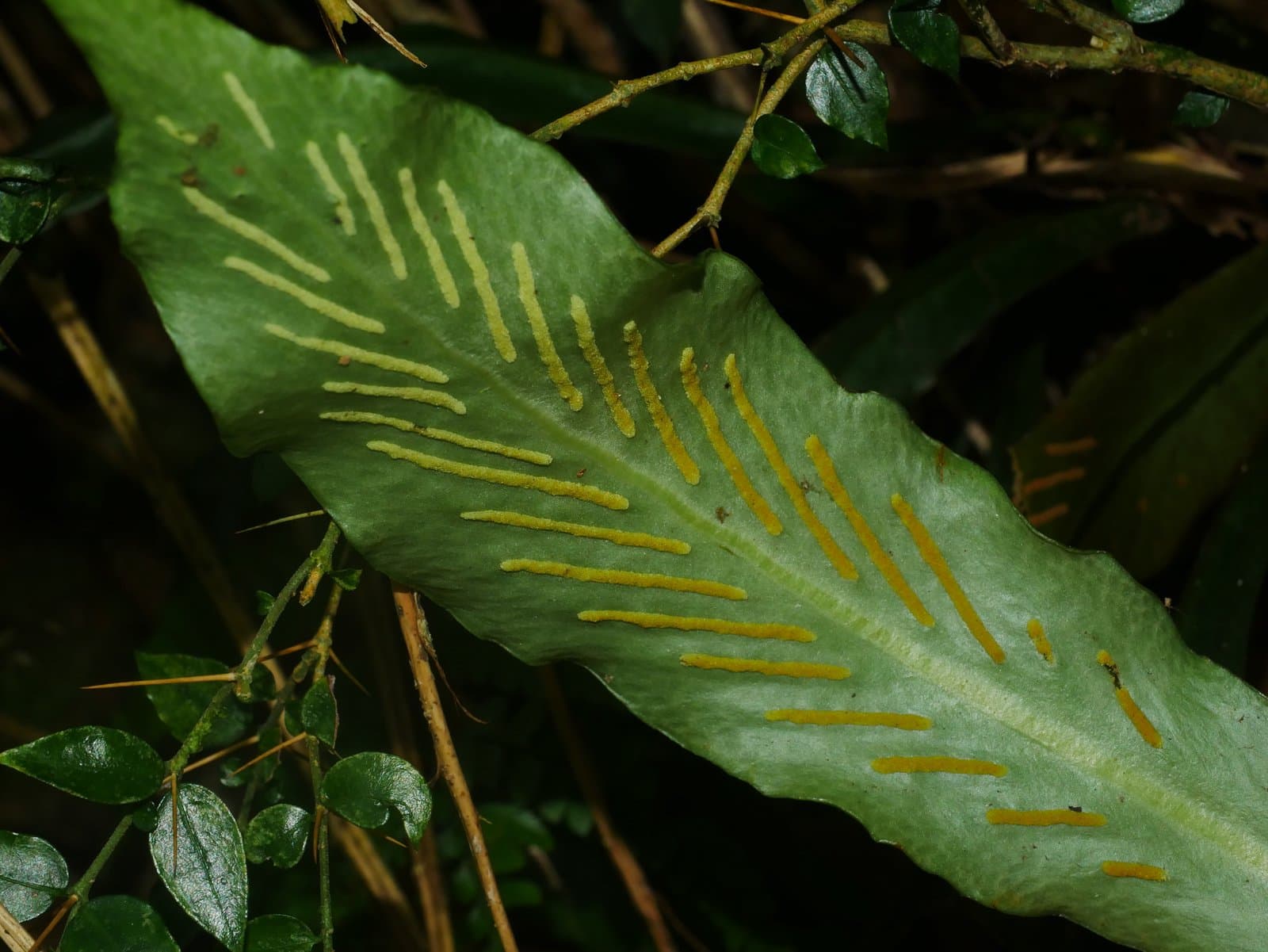 Loxogramme formosana Nakai