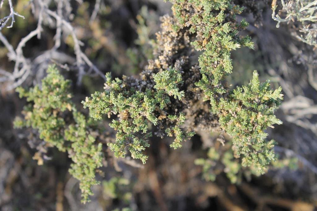 Anarthrophyllum cumingii (Hook. & Arn.) F.Phil.