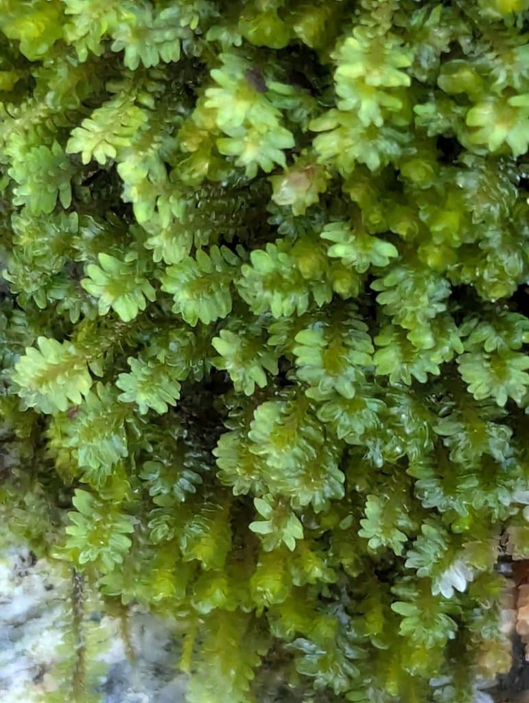Diplophyllum taxifolium (Wahlenb.) Dumort.