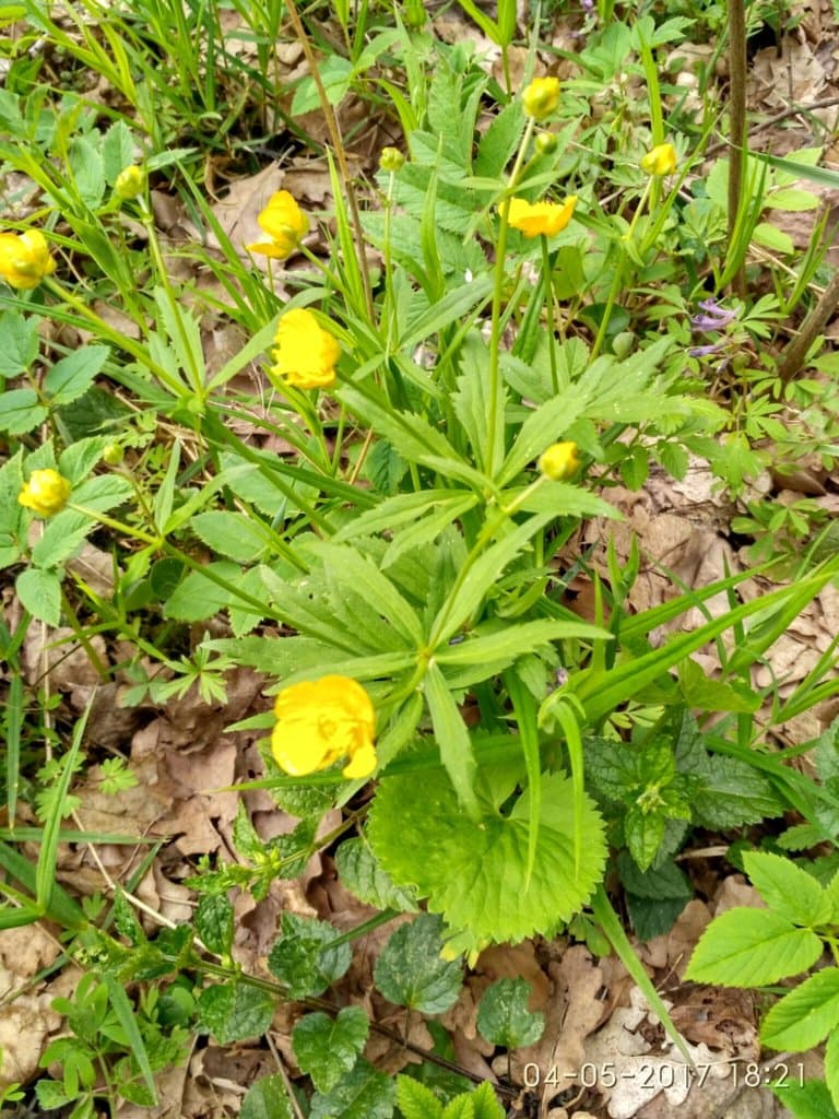 Ranunculus cassubicus L.