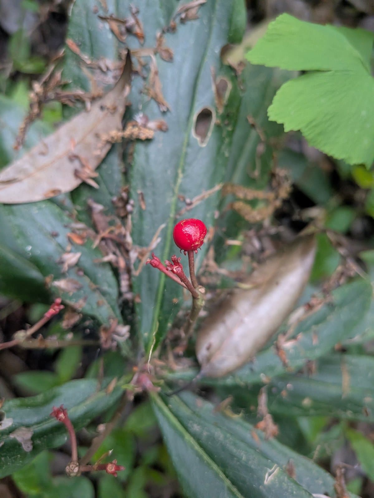 Ardisia crispa (Thunb.) A.DC.