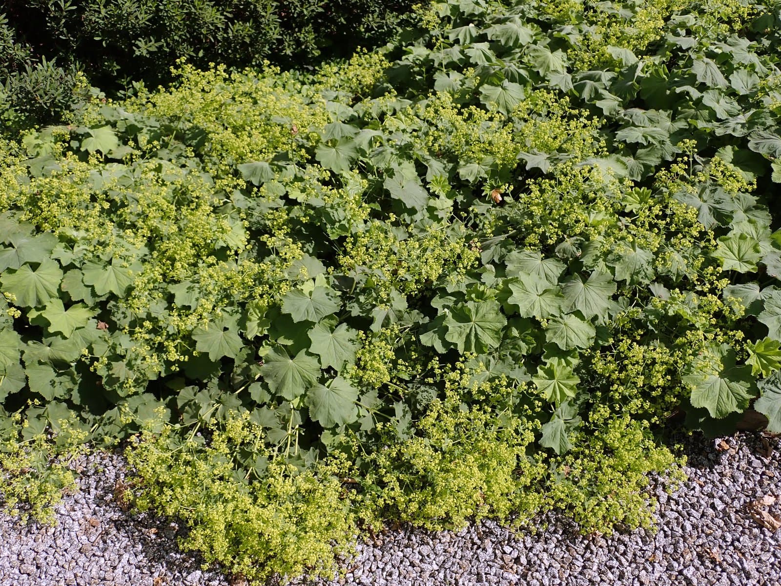 Alchemilla xanthochlora Rothm.
