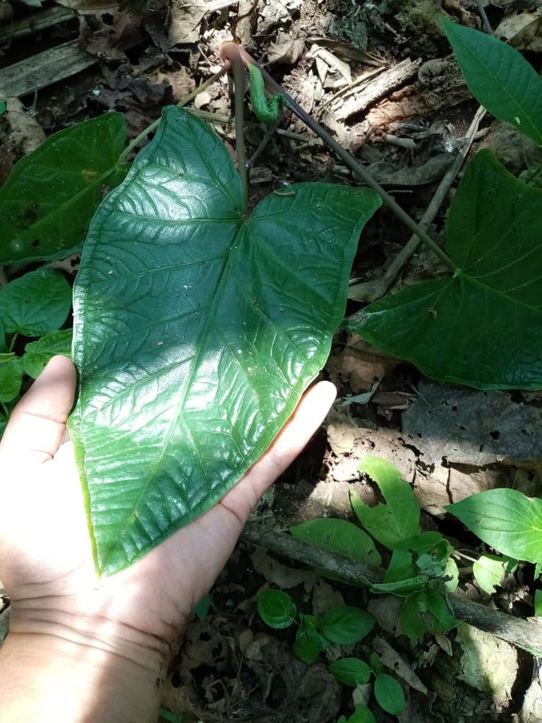 Xanthosoma eggersii (Engl.) Engl.