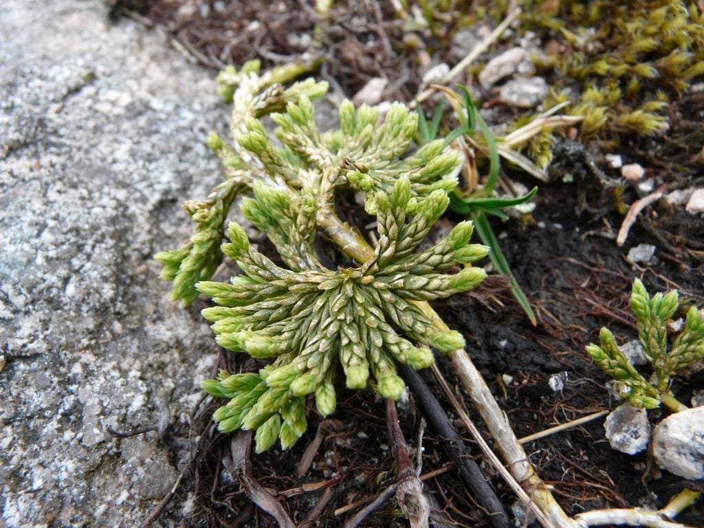Diphasiastrum alpinum (L.) Holub