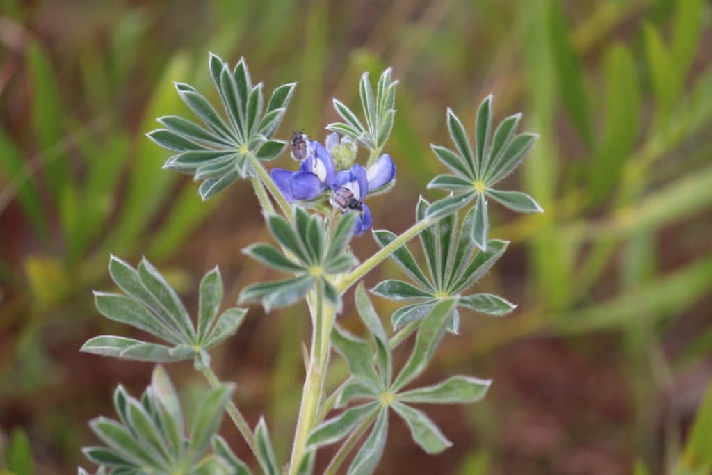Lupinus cosentinii Guss.