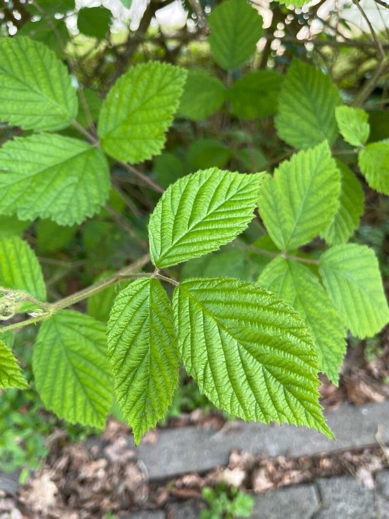 Rubus scaber Weihe