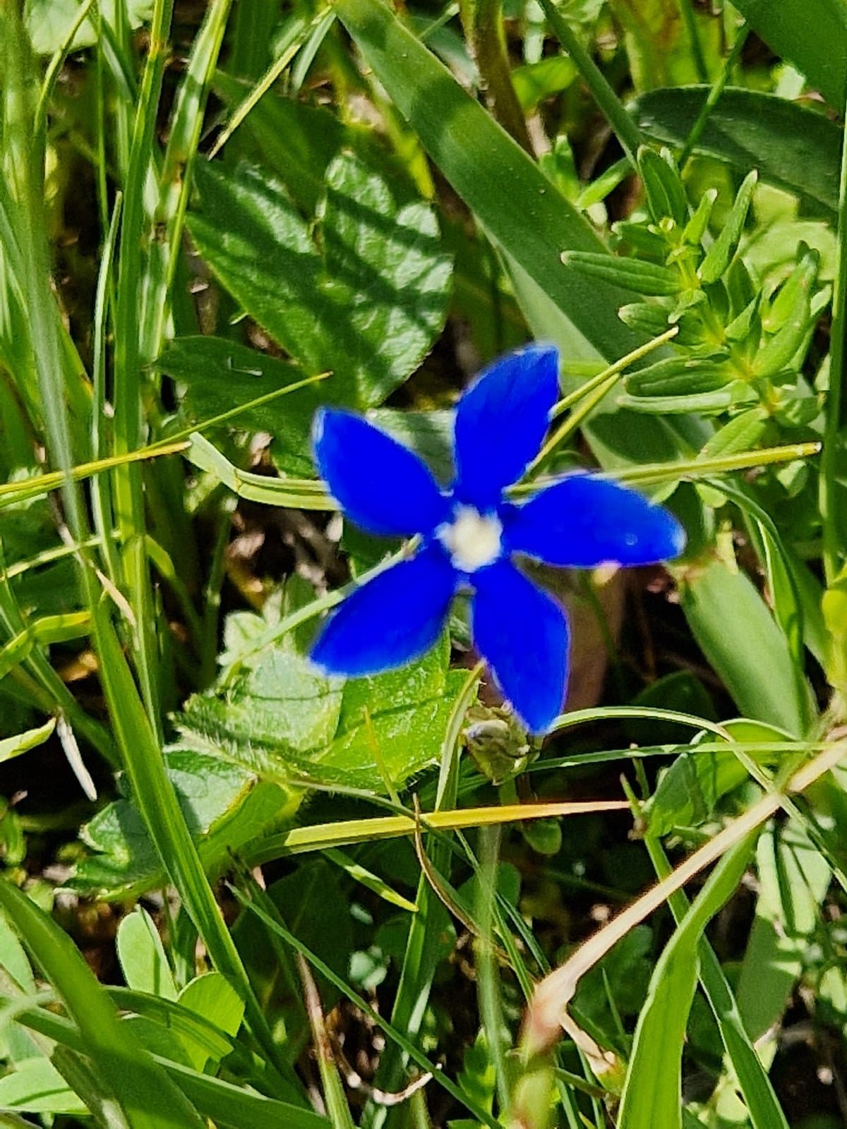 Gentiana utriculosa L.