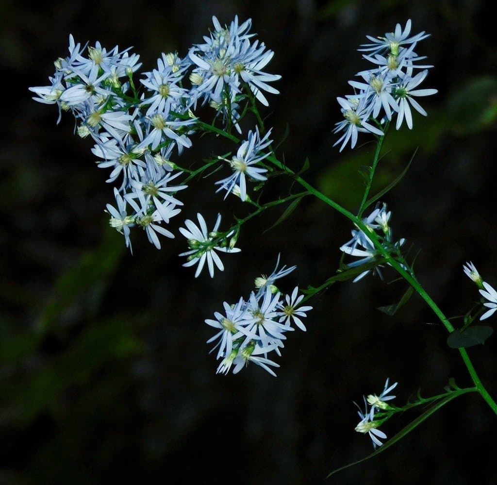 Symphyotrichum cordifolium (L.) G.L.Nesom