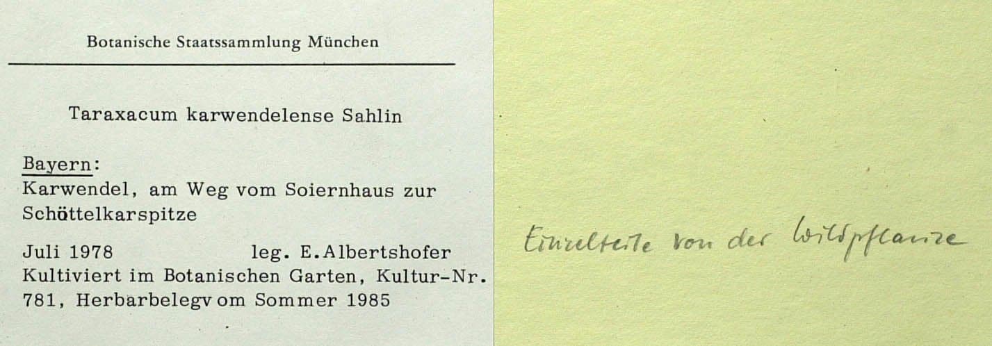 Taraxacum karwendelense Sahlin