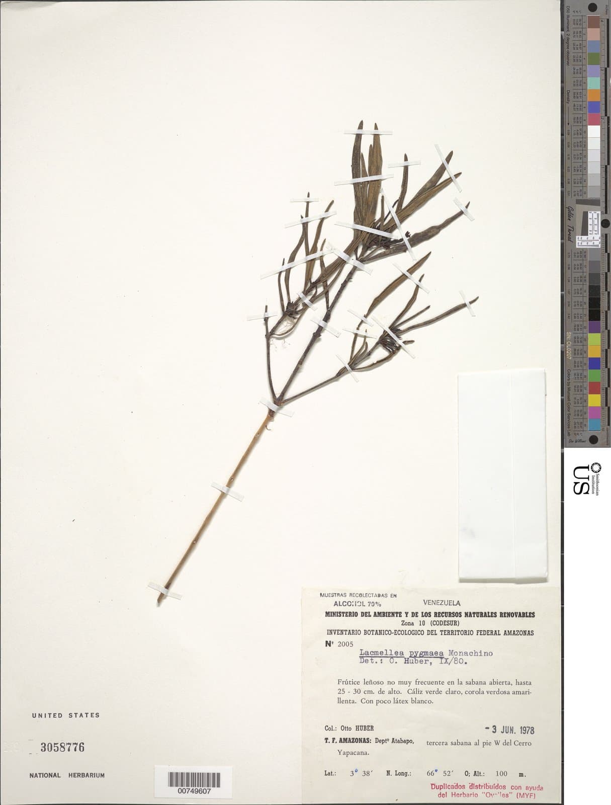 Lacmellea pygmaea Monach.