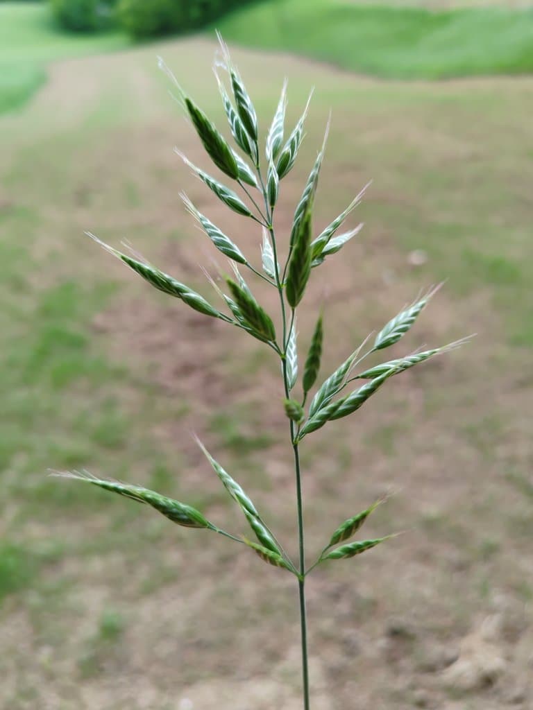 Bromus racemosus L.