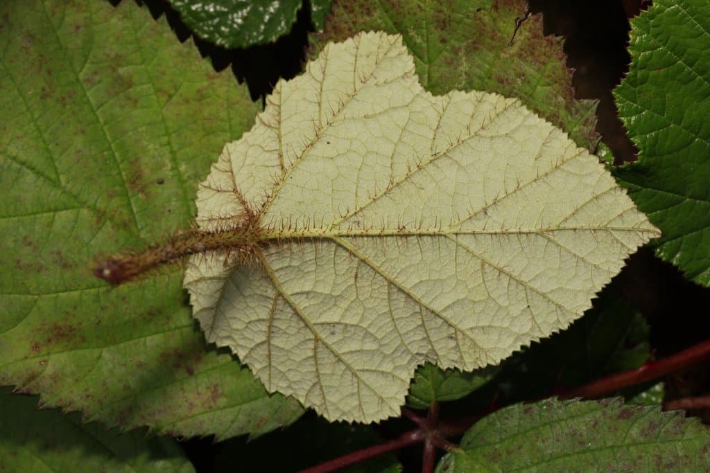 Rubus tricolor Focke