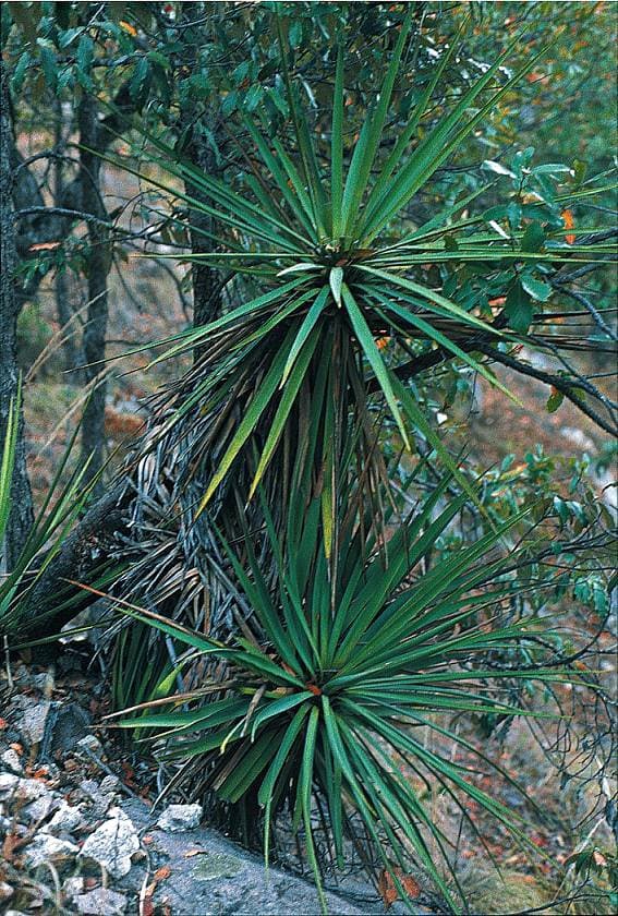 Yucca madrensis Gentry