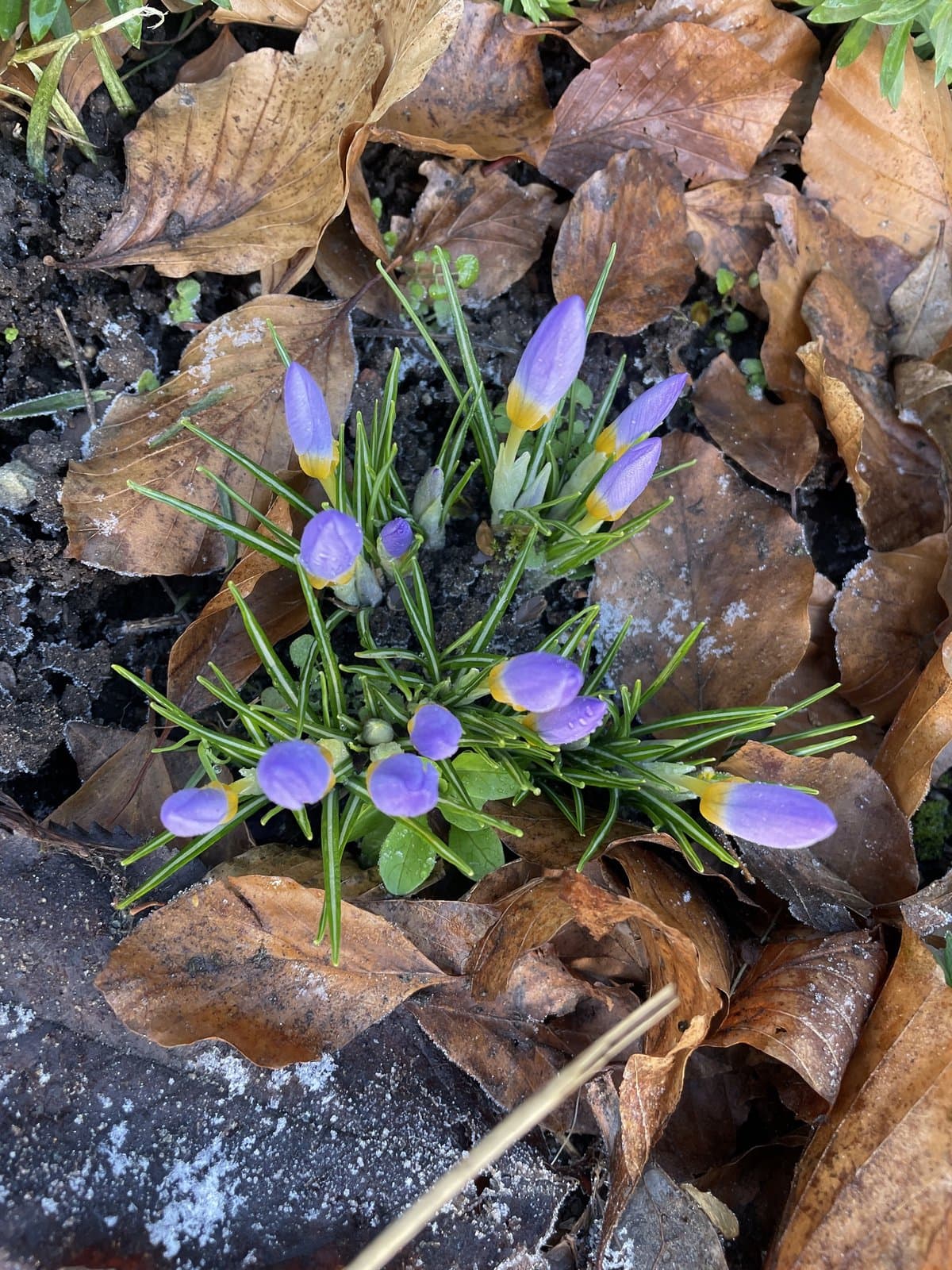 Crocus atticus (Boiss. & Orph.) Orph.