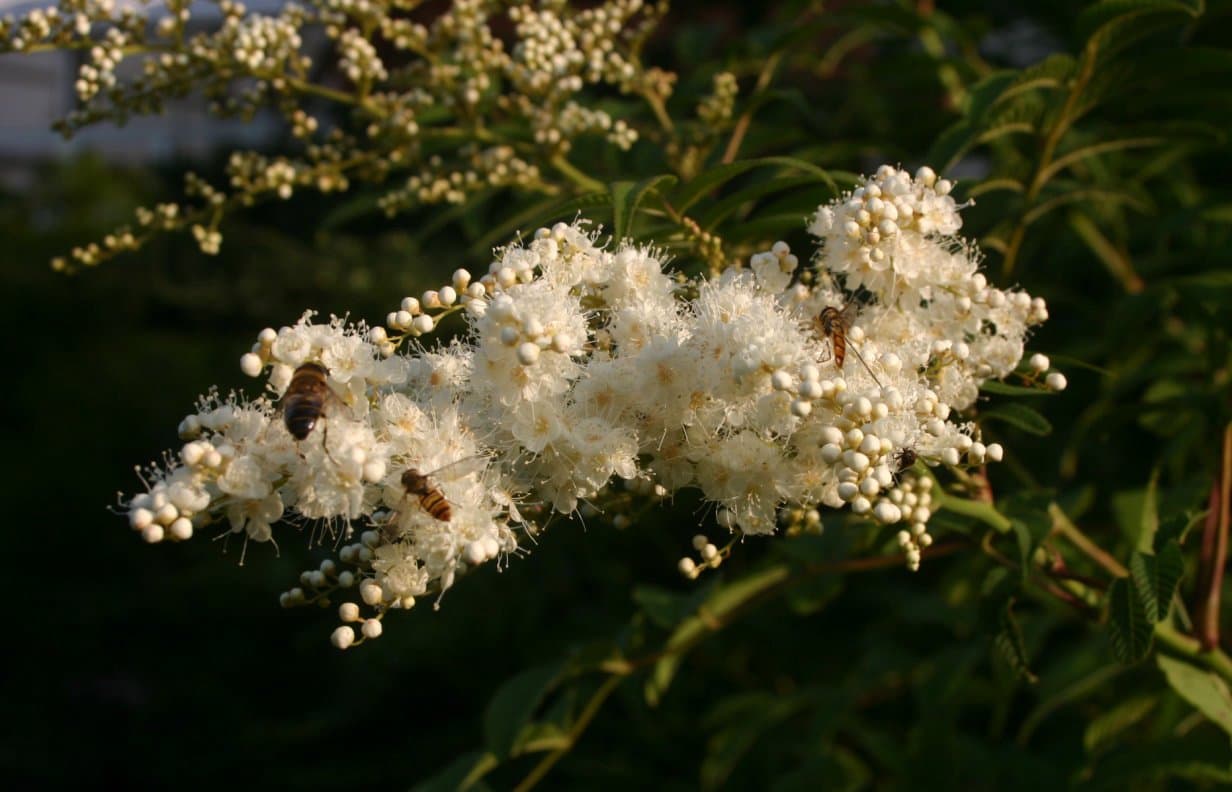 Sorbaria tomentosa (Lindl.) Rehder