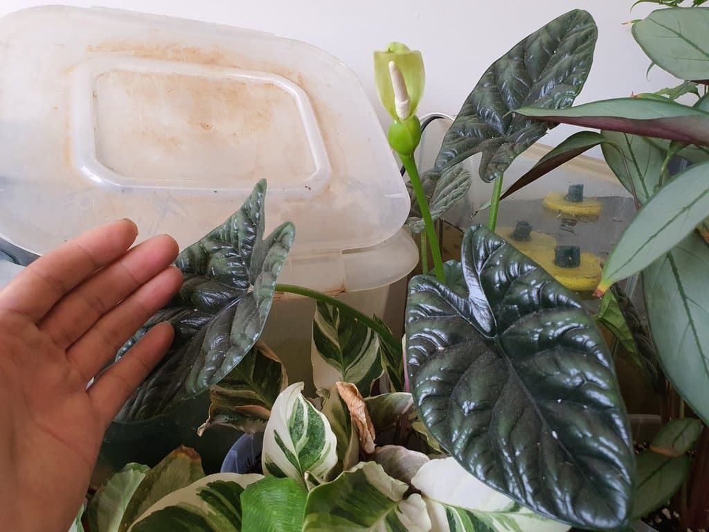 Alocasia sinuata N.E.Br.