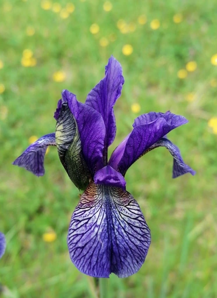 Iris sibirica L.