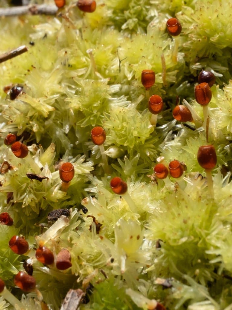 Sphagnum strictum Sull.