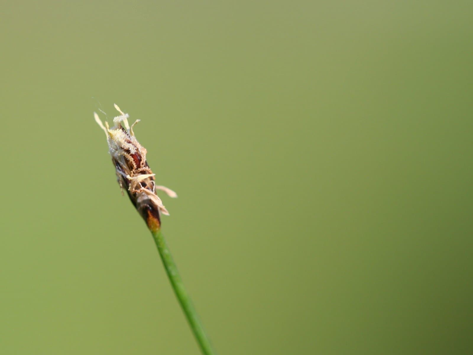Eleocharis acicularis (L.) Roem. & Schult.