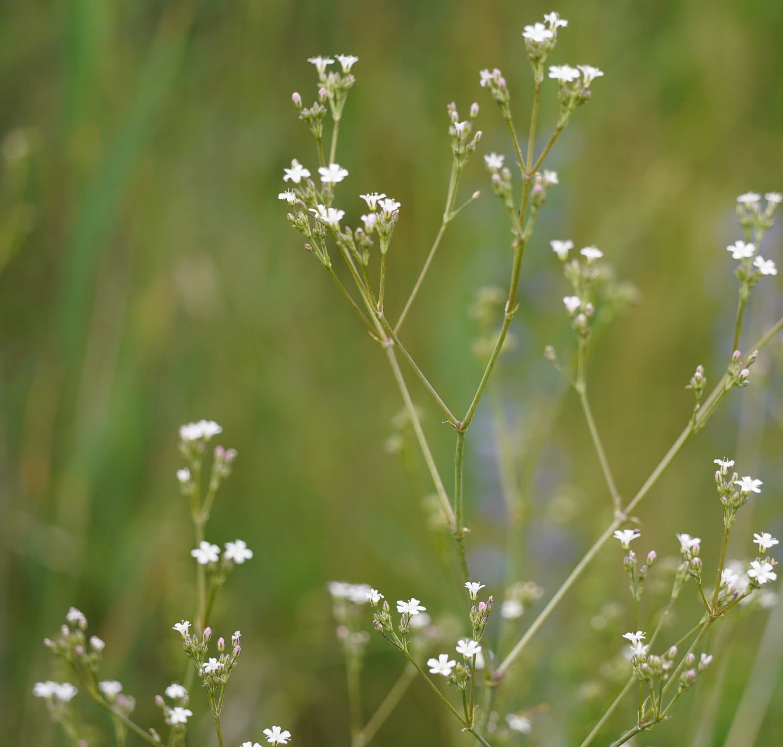 Gypsophila scorzonerifolia Ser.
