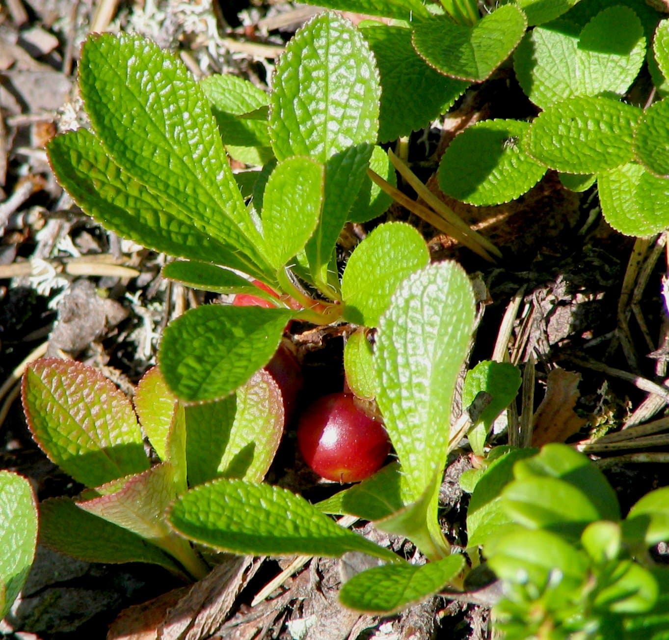Arctostaphylos alpinus (L.) Spreng.