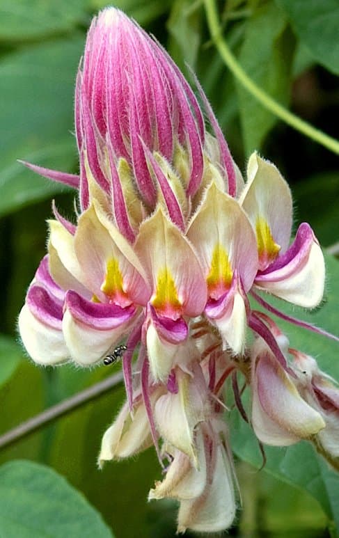 Afgekia sericea Craib