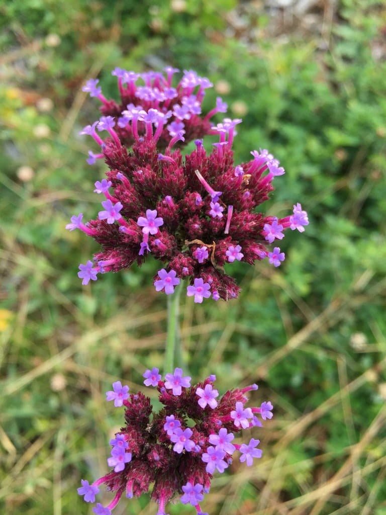 Verbena bonariensis L.