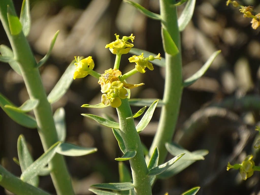 Euphorbia mauritanica L.