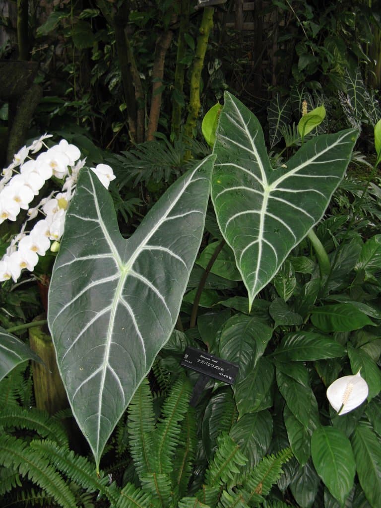 Alocasia longiloba Miq.