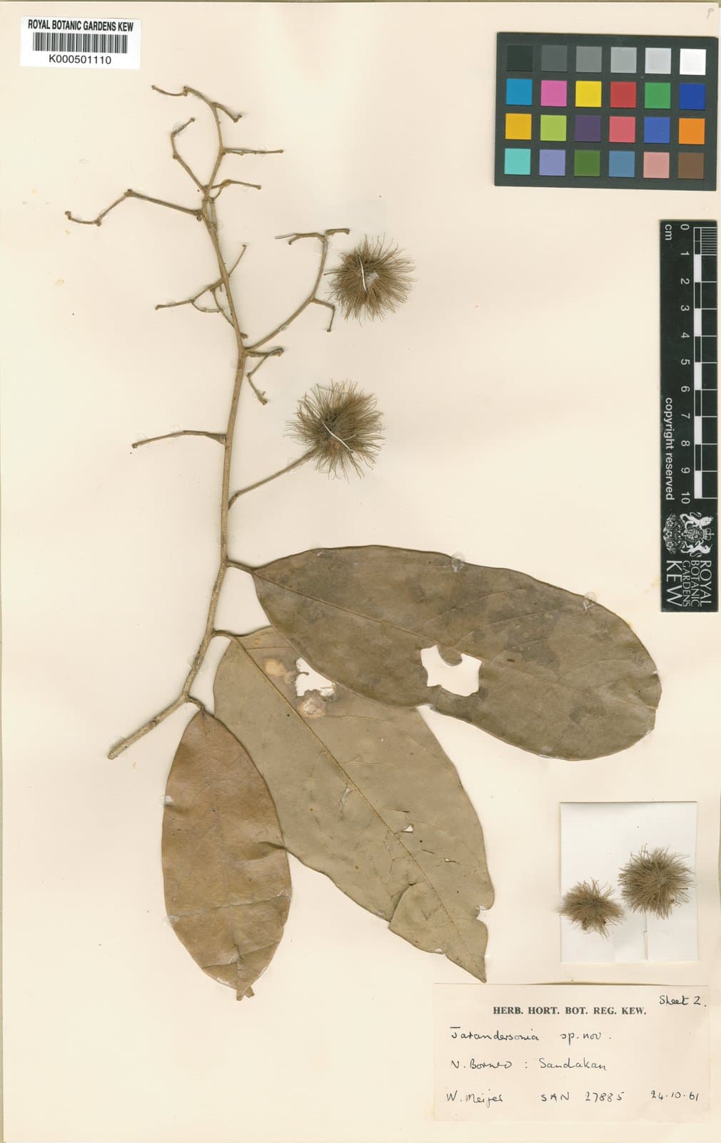 Jarandersonia rinoreoides Kosterm.