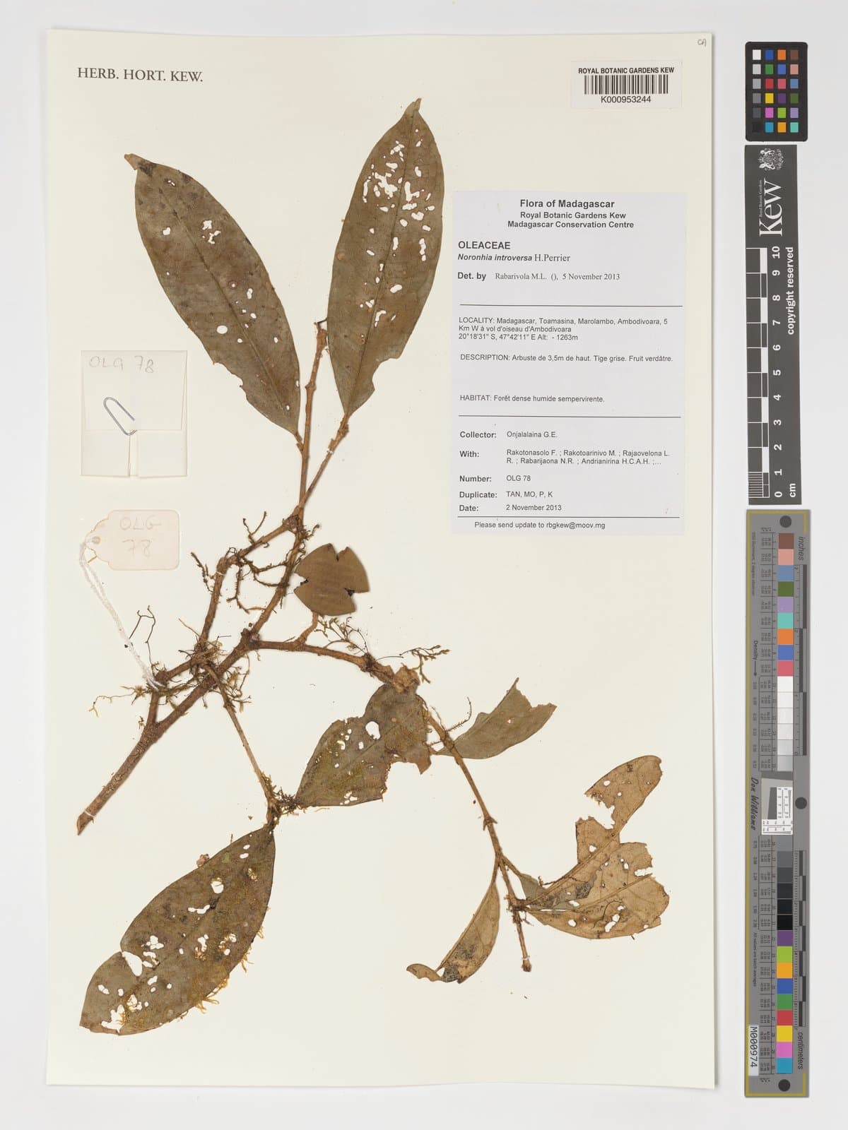 Noronhia introversa H.Perrier