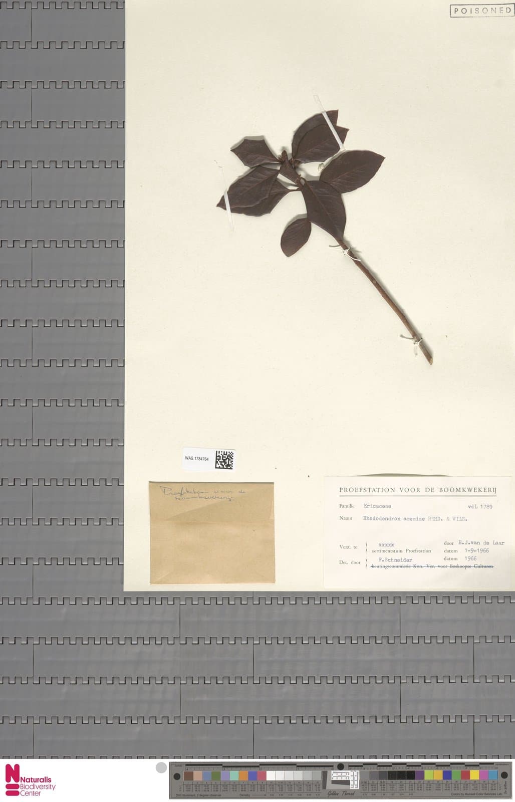 Rhododendron amesiae Rehder & E.H.Wilson