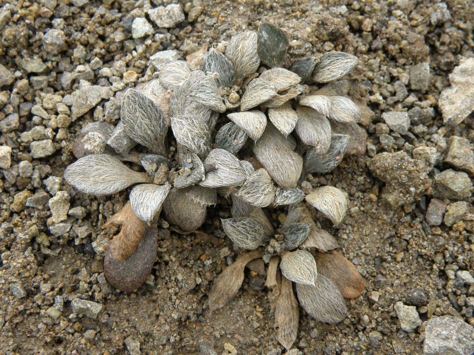 Englerocharis peruviana Muschl.