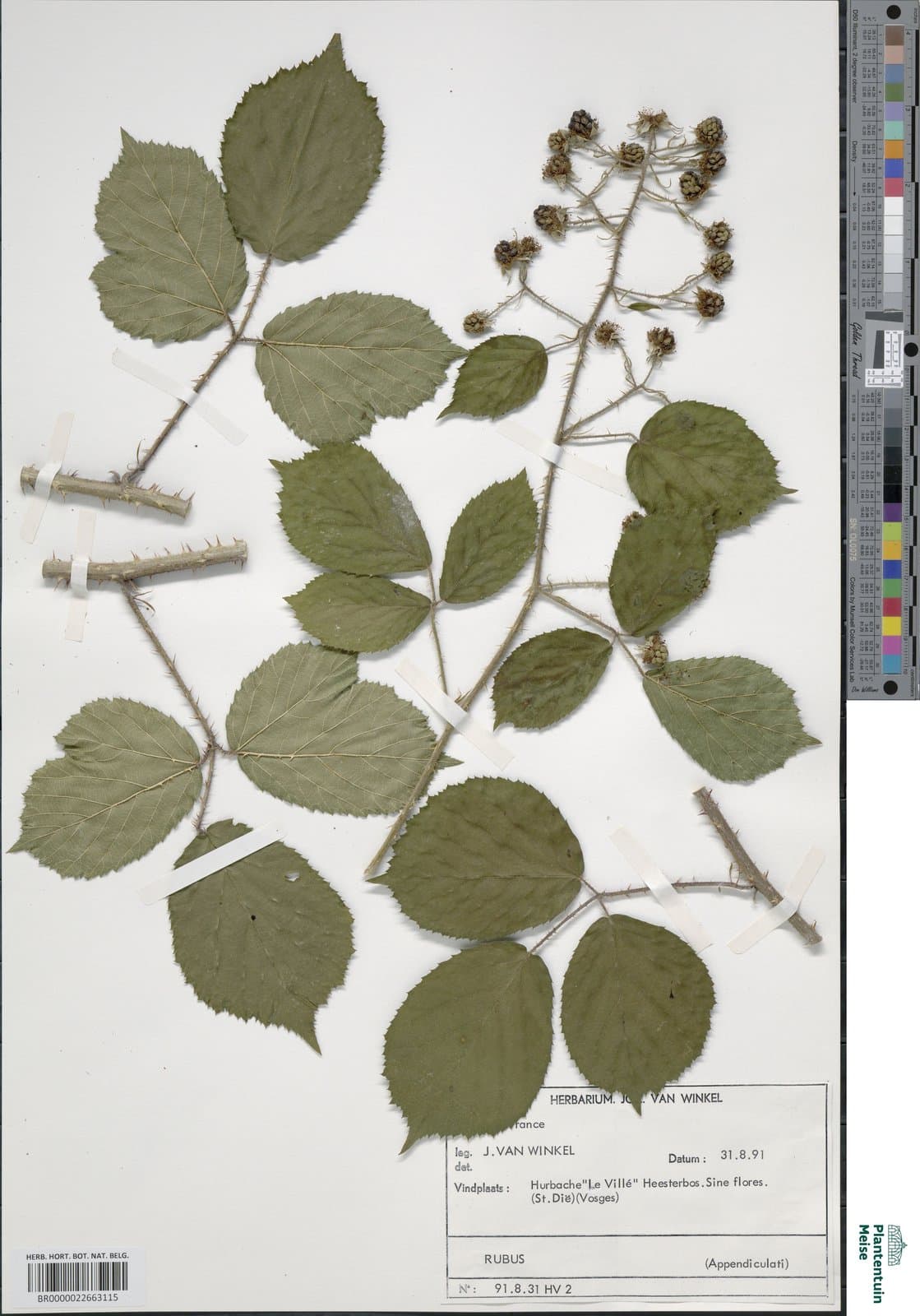 Rubus distractus P.J.Müll. ex Wirtg.