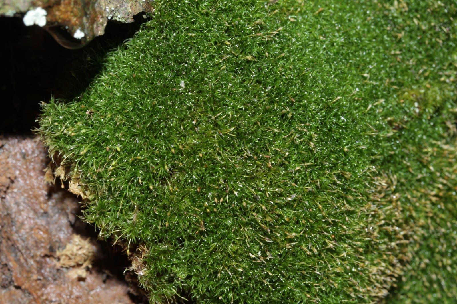 Rhabdoweisia fugax (Hedw.) Bruch & Schimp.