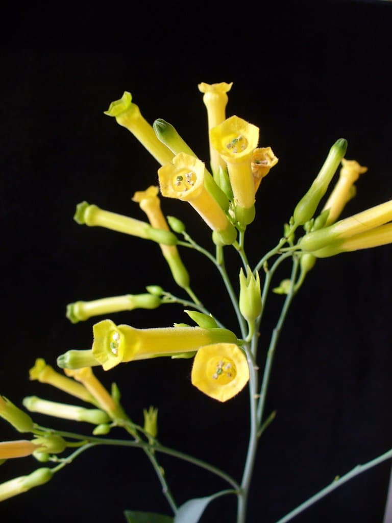 Nicotiana glauca Graham