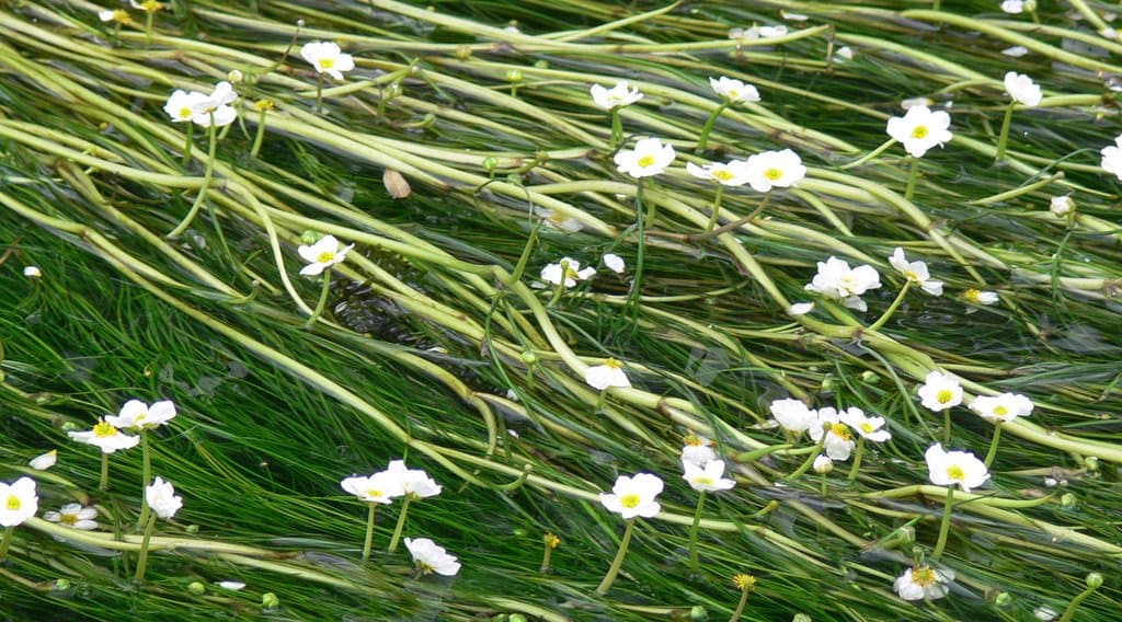 Ranunculus penicillatus (Dumort.) Bab.