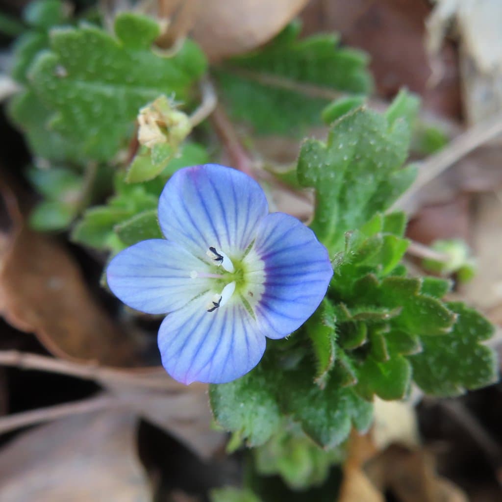Veronica persica Poir.