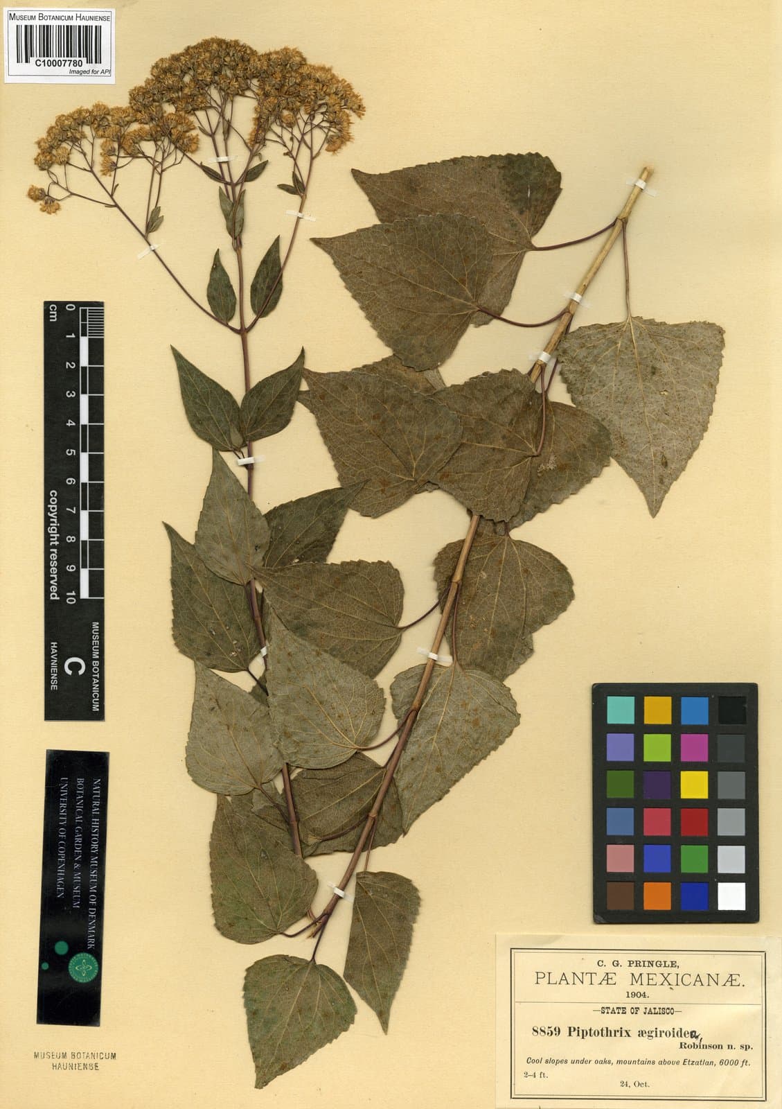 Jaliscoa goldmanii (B.L.Rob.) R.M.King & H.Rob.