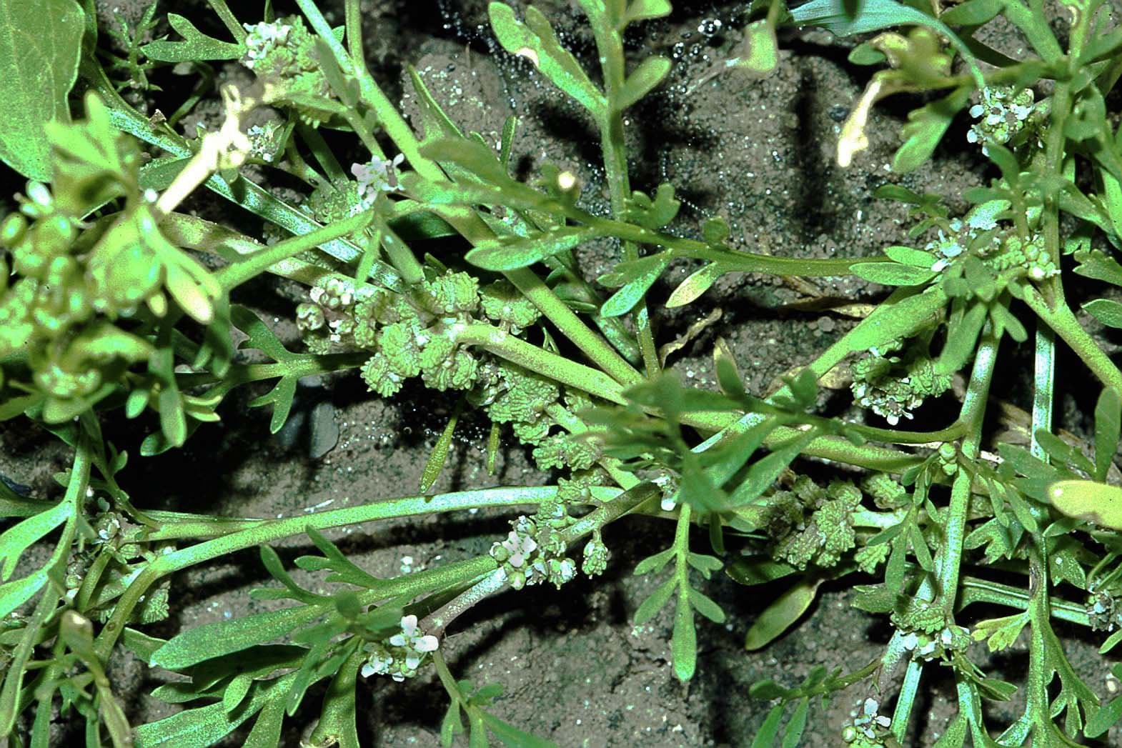 Lepidium coronopus (L.) Al-Shehbaz