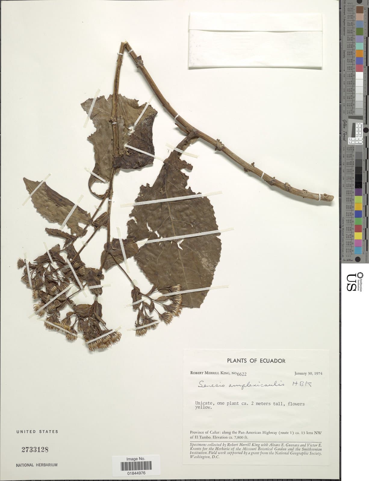 Dendrophorbium amplexicaule (Kunth) B.Nord.