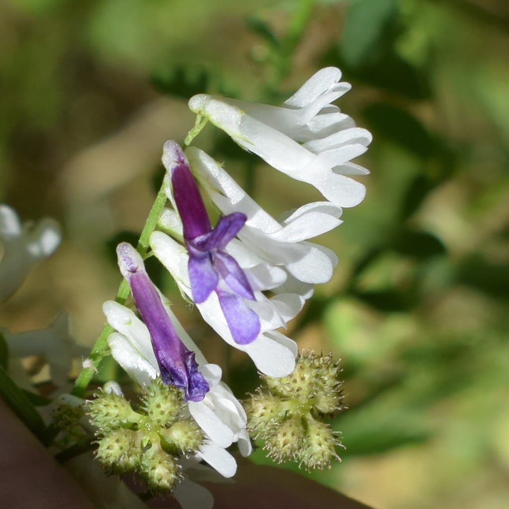 Vicia villosa Roth