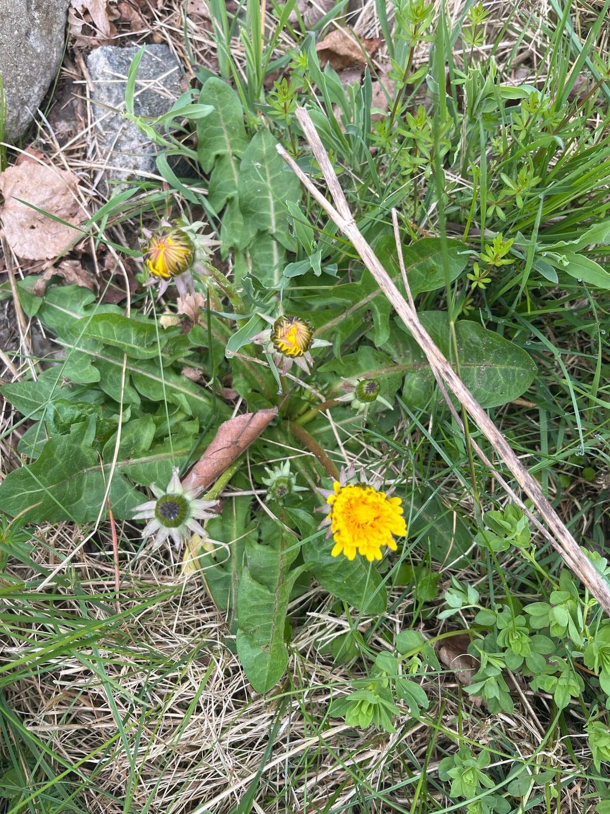 Taraxacum ancistrolobum Dahlst.