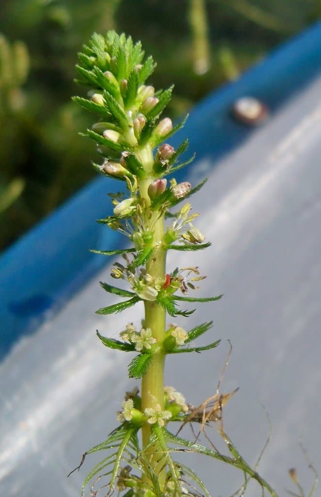 Myriophyllum verticillatum L.