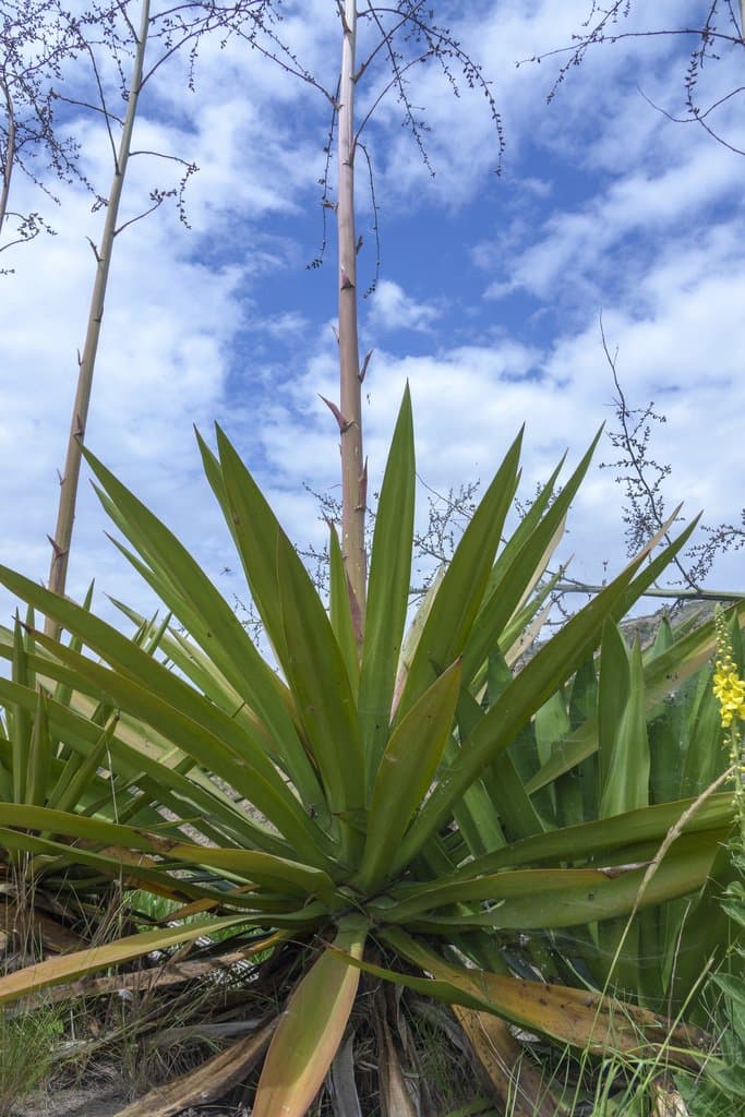 Furcraea foetida (L.) Haw.
