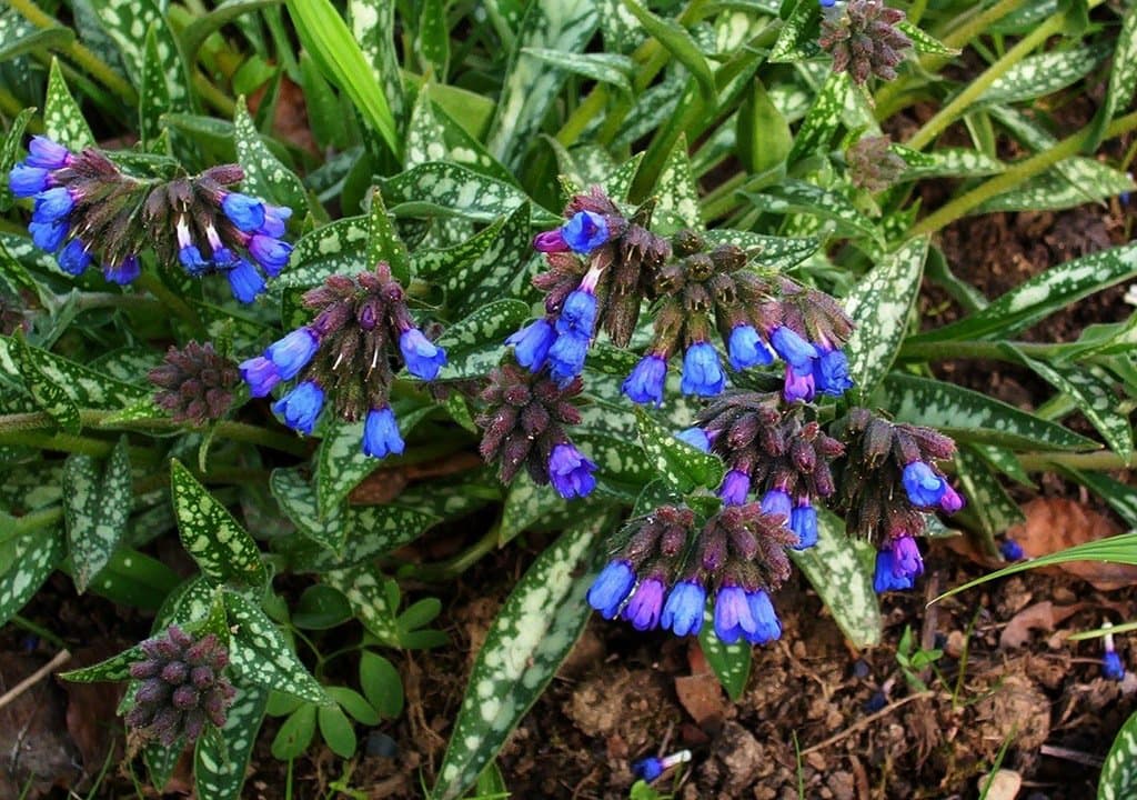 Pulmonaria longifolia (Bastard) Boreau