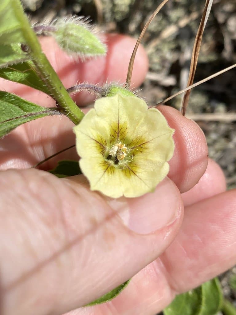 Physalis lanceolata Michx.