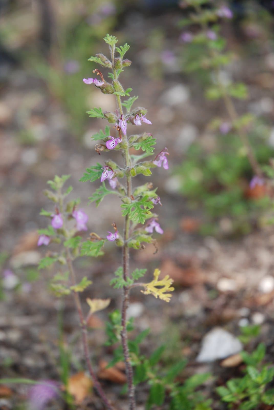 Teucrium botrys L.
